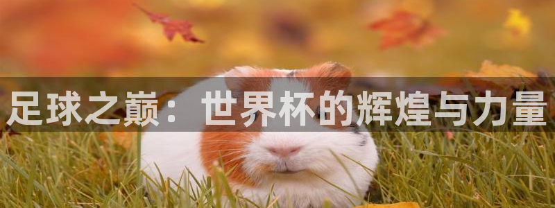 世界杯比赛赛程：足球之巅：世界杯的辉煌与力量